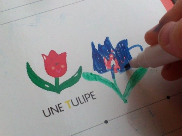 tulipe